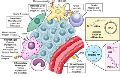 Targeting Accessories to the Crime: Nanoparticle Nucleic Acid Delivery to the Tumor Microenvironment